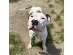 Adopt FENDER a Pit Bull Terrier, Mixed Breed