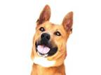Adopt TEMPURA a Carolina Dog, German Shepherd Dog