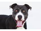 Adopt BLUE a Pit Bull Terrier