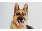 Adopt HERCULES a German Shepherd Dog