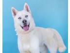 Adopt CHEERIOS a Alaskan Malamute