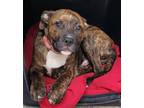 Adopt MARLOW a Pit Bull Terrier, Mixed Breed