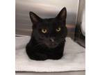 Adopt ANDY a Domestic Short Hair