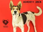 Adopt JACK a Treeing Walker Coonhound, German Shepherd Dog