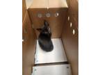 Adopt SCAMPI a Domestic Short Hair