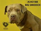 Adopt BIG SMOOCH a Pit Bull Terrier