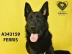 Adopt FERRIS a German Shepherd Dog
