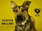 Adopt WALLABY a German Shepherd Dog, Mixed Breed