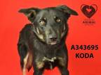 Adopt KODA a German Shepherd Dog