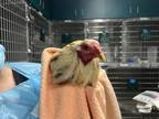 Adopt A514349 a Chicken