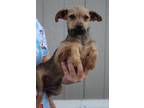 Adopt Asiago a Terrier, Mixed Breed