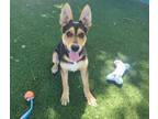 Adopt ALOHA a German Shepherd Dog, Mixed Breed