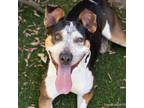 Adopt TIMON a Pit Bull Terrier, Mixed Breed