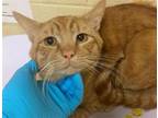 Adopt FUEGO a Domestic Short Hair