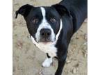 Adopt MILO a Pit Bull Terrier