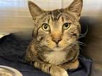 Adopt BENNY a Domestic Short Hair