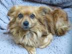 Adopt DIABLO a Pomeranian, Mixed Breed