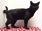 Adopt ISAAC a Domestic Short Hair