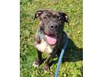 Adopt CHESTER a Pit Bull Terrier, Mixed Breed