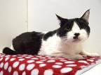 Adopt PANDA a Domestic Short Hair