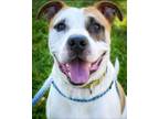 Adopt TAG a Pit Bull Terrier