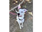 Adopt FOREST a Pit Bull Terrier, Mixed Breed