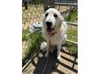 Adopt BUDDY a Great Pyrenees