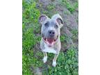 Adopt KNOX a Pit Bull Terrier