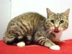 Adopt EVAN a Domestic Short Hair