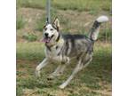 Adopt ROCKY a Siberian Husky