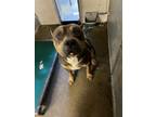 Adopt BORIS a American Bully, Pit Bull Terrier