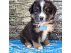 Mutt Puppy for sale in South Whitley, IN, USA