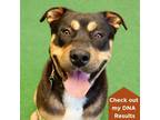 Adopt Charlie a Rottweiler, Shepherd