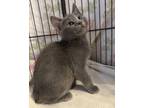 Adopt Ace a Domestic Medium Hair