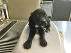 Adopt A237494 a Labrador Retriever, Mixed Breed