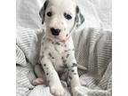 Dalmatian Puppy for sale in Franklin, TN, USA