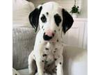 Dalmatian Puppy for sale in Franklin, TN, USA