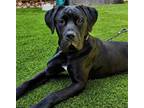 Adopt VICENTE a Cane Corso, Labrador Retriever