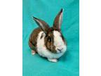 Adopt THUMPER a Bunny Rabbit