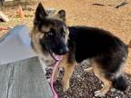 Adopt ZOTANAS a German Shepherd Dog, Mixed Breed