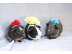 Adopt PIMENTO* a Guinea Pig