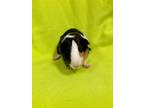 Adopt PEA* a Guinea Pig