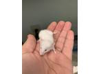 Adopt FRANKIE* a Mouse