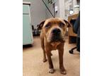Adopt Barkley a Pit Bull Terrier, Mixed Breed