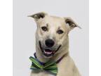 Adopt BUZZ a Labrador Retriever, Pit Bull Terrier