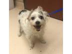 Adopt STICKER a Cairn Terrier