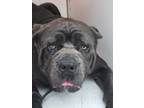 Adopt SHORTY a Neapolitan Mastiff