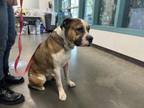 Adopt RHINO a Shar-Pei, Pit Bull Terrier