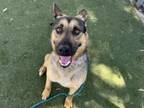 Adopt JUNIOR a German Shepherd Dog