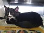 Adopt CHOCOLATE MOUSSE a Domestic Short Hair